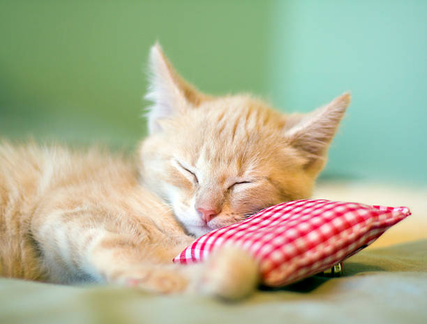 istock A baby cat taking a nap supported by a little pillow  131515302