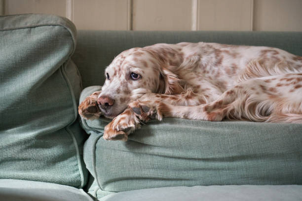 istock English Setter relaxing on the sofa back pillow, Oslo Norway 1315153990