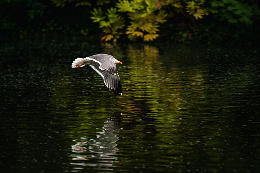 Seagull flying in St. Stephen's Green park, Dublin, Ireland