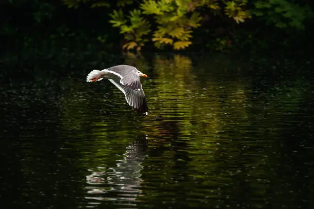 Photo of Seagull flying in St. Stephen's Green park, Dublin, Ireland