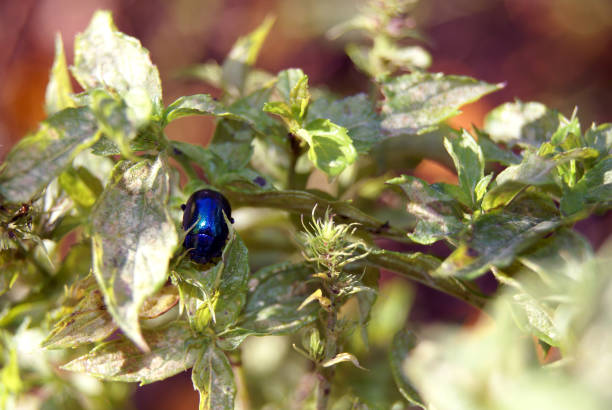Shiny insect lives in its habitat. Nature and natural beauty.