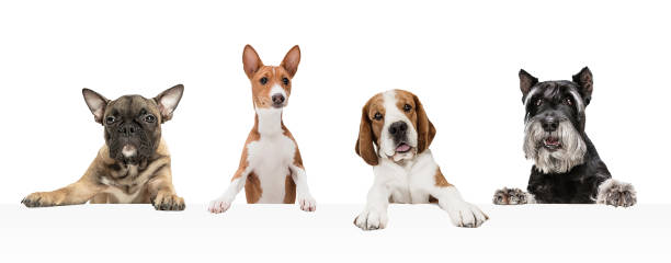 istock Art collage made of funny dogs different breeds posing isolated over white studio background. 1315155102