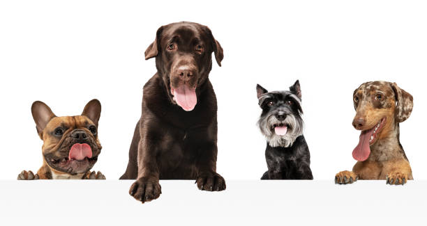 istock Art collage made of funny dogs different breeds posing isolated over white studio background. 1315155104