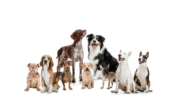 istock Art collage made of funny dogs different breeds posing isolated over white studio background. 1315155106