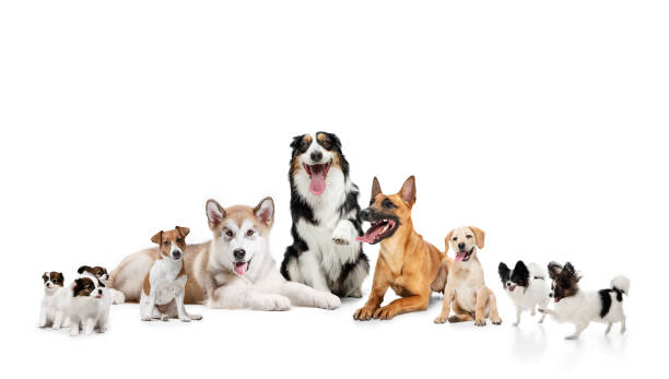 istock Art collage made of funny dogs different breeds posing isolated over white studio background. 1315155108