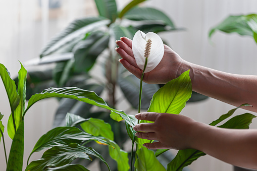 Mujer cuida de plantas domésticas, sosteniendo flor de estifilo en las manos en casa photo