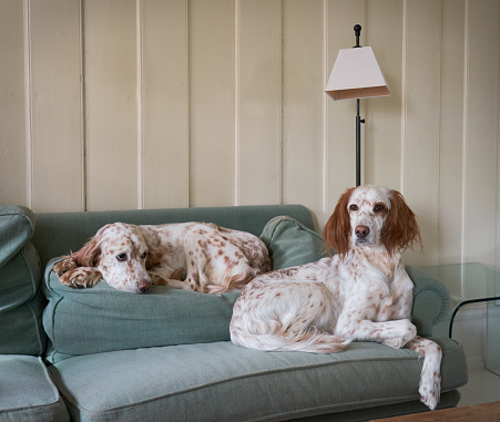 Two female English Setters resting on the sofa in a very old house.