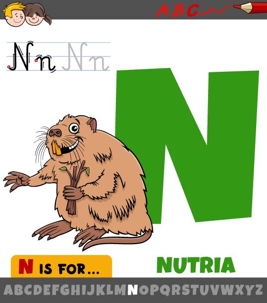 letter N from alphabet with nutria animal character Educational cartoon illustration of letter N from alphabet with nutria animal character nutria rodent animal alphabet stock illustrations