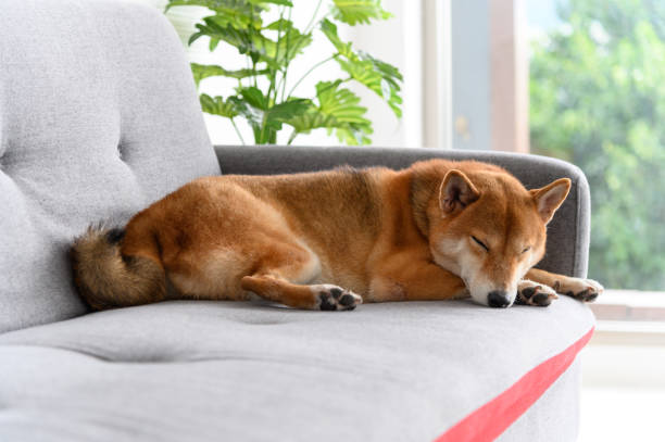 shiba inu japanischer hund schläft auf sofa im wohnzimmer. pet lover konzept. tierporträt mit kopierraum - animal sitting brown dog stock-fotos und bilder