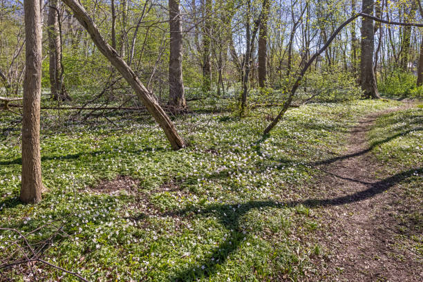 istock Wood floor with anemones 1315158219