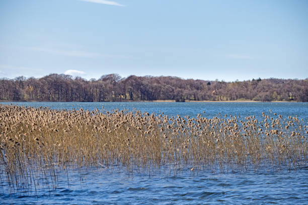 istock Forest and reeds at a fresh water lake 1315158327