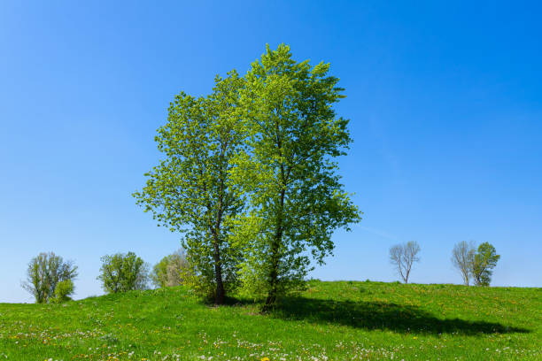 istock Small hill with trees, green meadow and blue sky on a bright summer day 1315159069