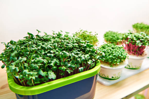 istock Pots with microgreens in shop window 1315159253