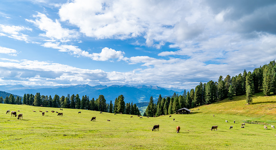 Brown cows grazing on alpine meadows, surrounded by forests and mountains. Blue cloudy sky on the background.