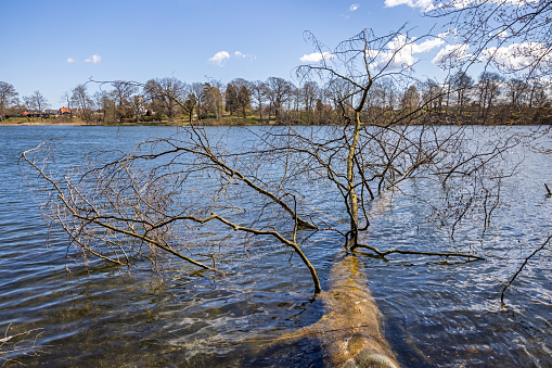 Large fallen tree in Sorø Lake, a large lake in the middle of Zealand on a clear day of spring