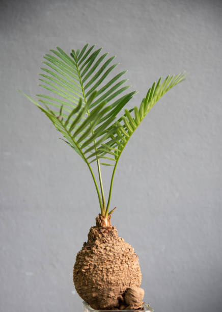 istock Green leaf Cycads on gray background. 1315159918