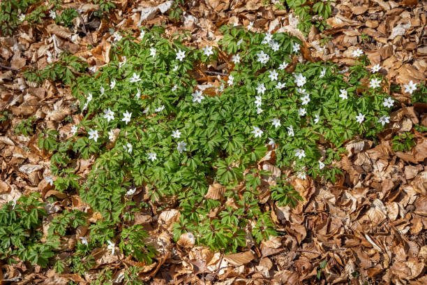 Wood anemone