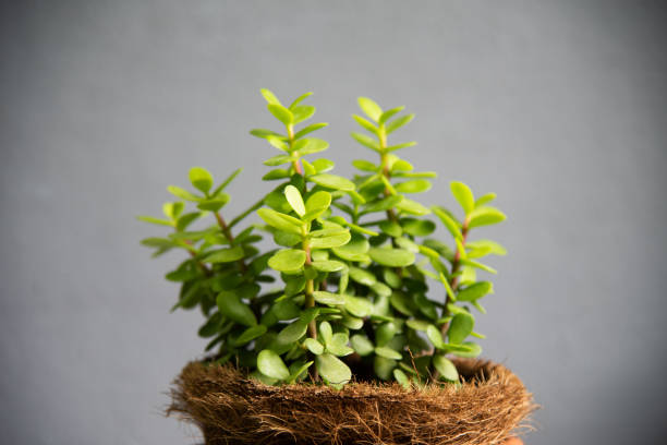 Green plants portulacaria afra in brown pot gray background. Green plants portulacaria afra in brown pot gray background. crassula stock pictures, royalty-free photos & images
