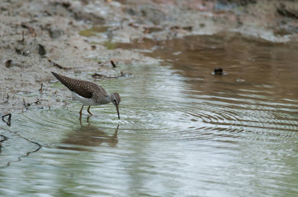 istock Solitary Sandpiper in the water 1315162851