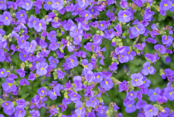 istock Common Aubrieta, Purple Flower Bed, Austria 1315162903