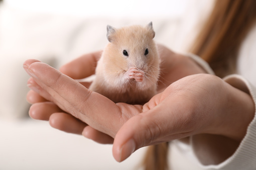 Woman holding cute little hamster indoors, closeup