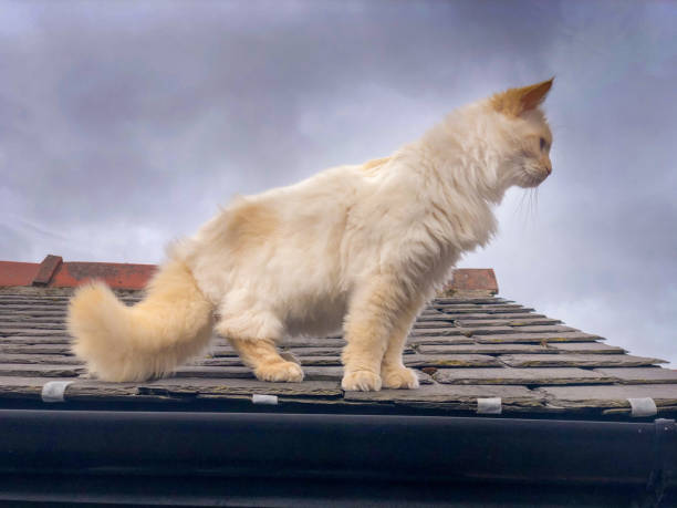 istock White and ginger cat on slate roof 1315163725