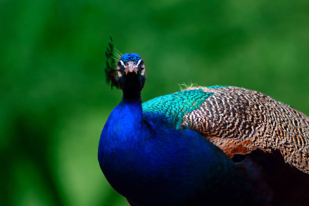 nahaufnahme des niedlichen pfau (hell vogel) auf einem grünen hintergrund - close up peacock animal head bird stock-fotos und bilder