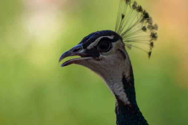 nahaufnahme des niedlichen pfau (lbrightly vogel) auf einem grünen hintergrund - close up peacock animal head bird stock-fotos und bilder