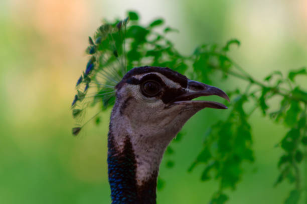 nahaufnahme des niedlichen pfau (lbrightly vogel) auf einem grünen hintergrund - close up peacock animal head bird stock-fotos und bilder