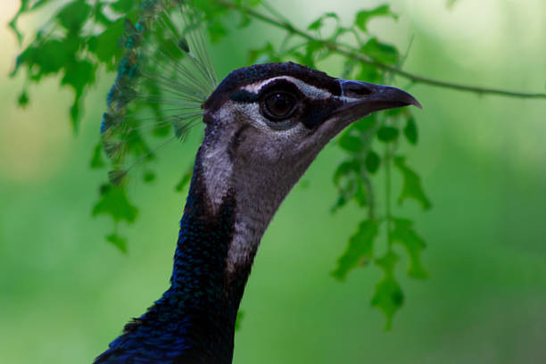 nahaufnahme des niedlichen pfau (lbrightly vogel) auf einem grünen hintergrund - close up peacock animal head bird stock-fotos und bilder