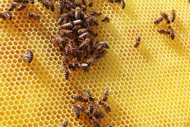 istock Close-up of a honeycomb with bees 1315163998