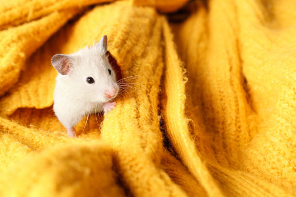 istock Cute little hamster on yellow knitted sweater 1315164085