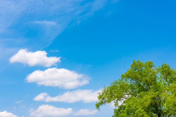istock Fresh green trees and blue sky. 1315165104