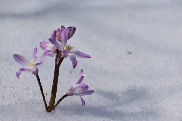 The first flowers of Chionodoxa in spring