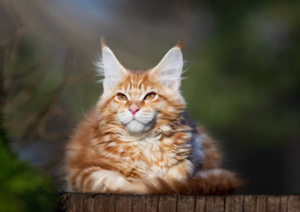 istock Red spotted Maine Coon kitten. 1315165795