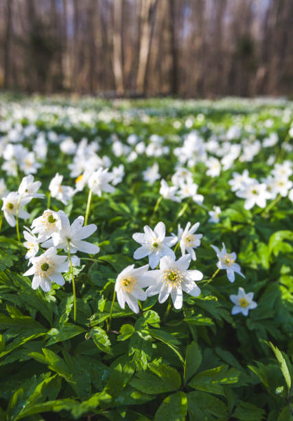 istock Anemone nemorosa flowers  in forest. Spring nature 1315166755