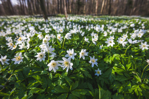 istock Anemone nemorosa flowers in forest. Spring nature 1315166811