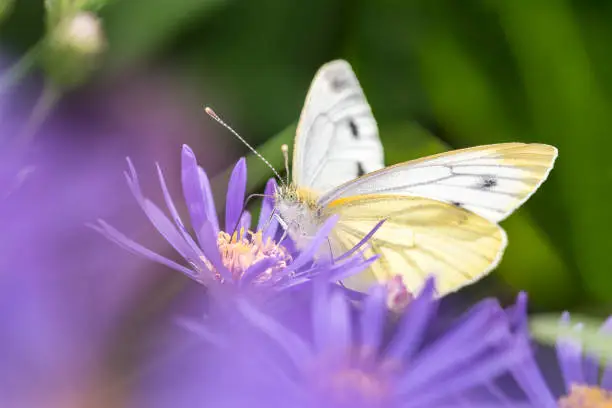 Large White Butterfly (female) - Pieris brassicae - resting on a blossom of the New York aster - Symphyotrichum novi-belgii