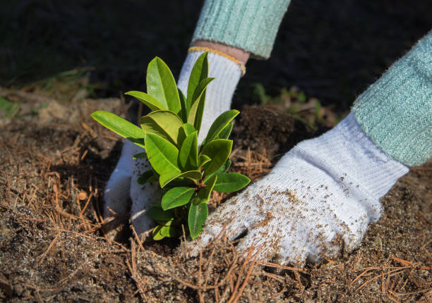 istock Gardener puts rhododendron bush in ground. 1315166861