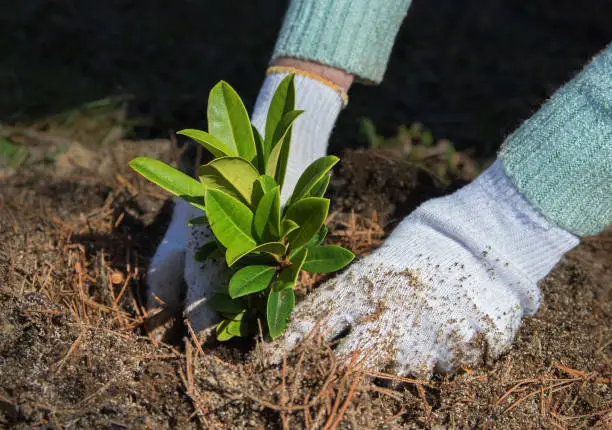 Gardener puts rhododendron bush in ground in garden. Process of landing plant in ground.