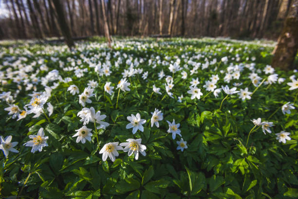 istock Anemone nemorosa flowers in forest. Spring nature 1315166895
