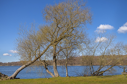 Trees in a public park at the shore of Sorø Lake on a clear day of spring