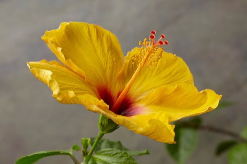 A close-up of yellow hibiscus flower opening