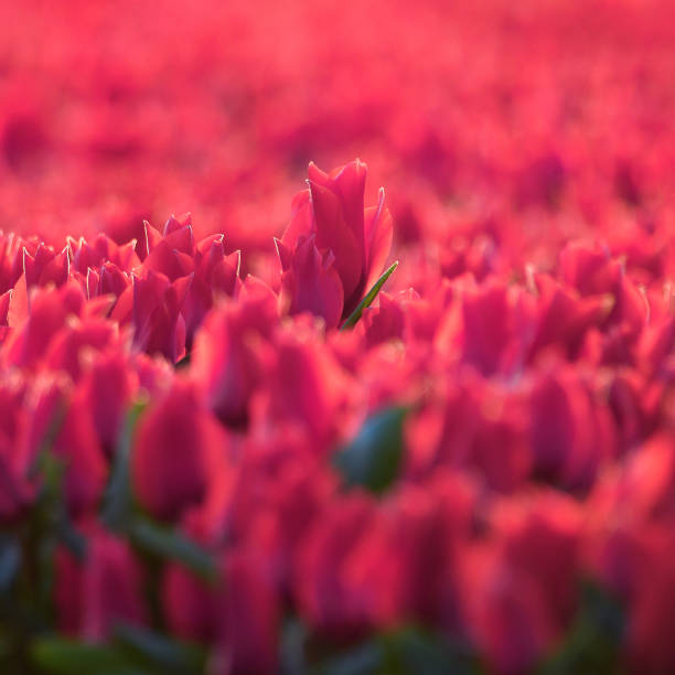 Beautiful tulips on a sunny day in spring. Tulips are the national flower of Holland.