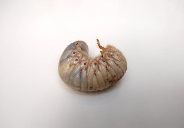 istock Rhinoceros beetles (Dynastinae) larvae 1315171584