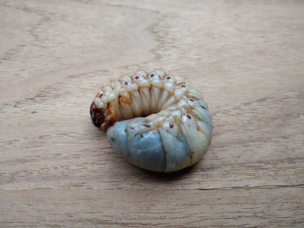 istock Rhinoceros beetles (Dynastinae) larvae 1315171748