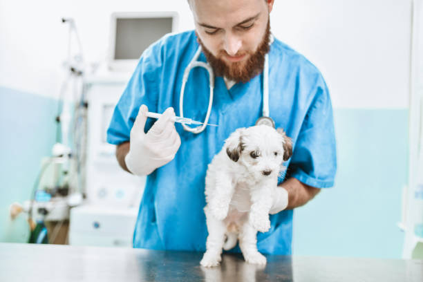 istock Puppy Vaccination by Bearded Vet 1315171931