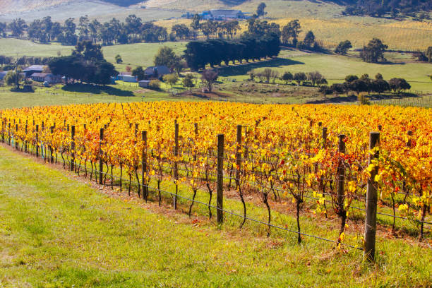 istock Yarra Valley Vineyard and Landscape in Australia 1315172277