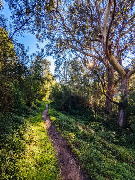 istock Yarra Trails in Melbourne Australia 1315172279