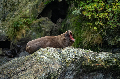 A male South American sea lion (Otaria flavescens) yawns broadly while lying on a large rock, Garibaldi Glacier, near Beagle Channel, Alberto de Agostini National Park, Magallanes y de la Antartica Chilena, Patagonia, Chile, South America